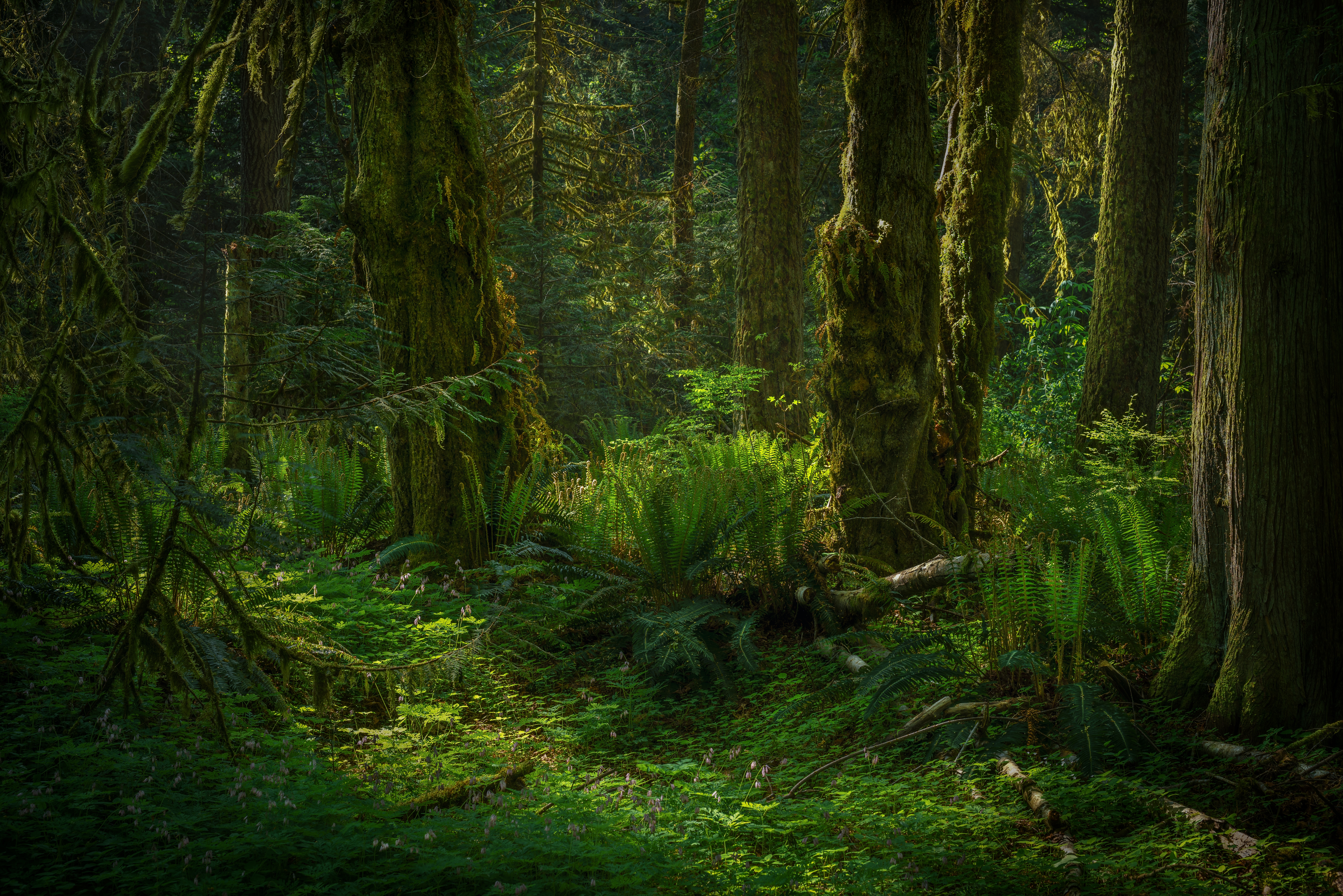 Forest