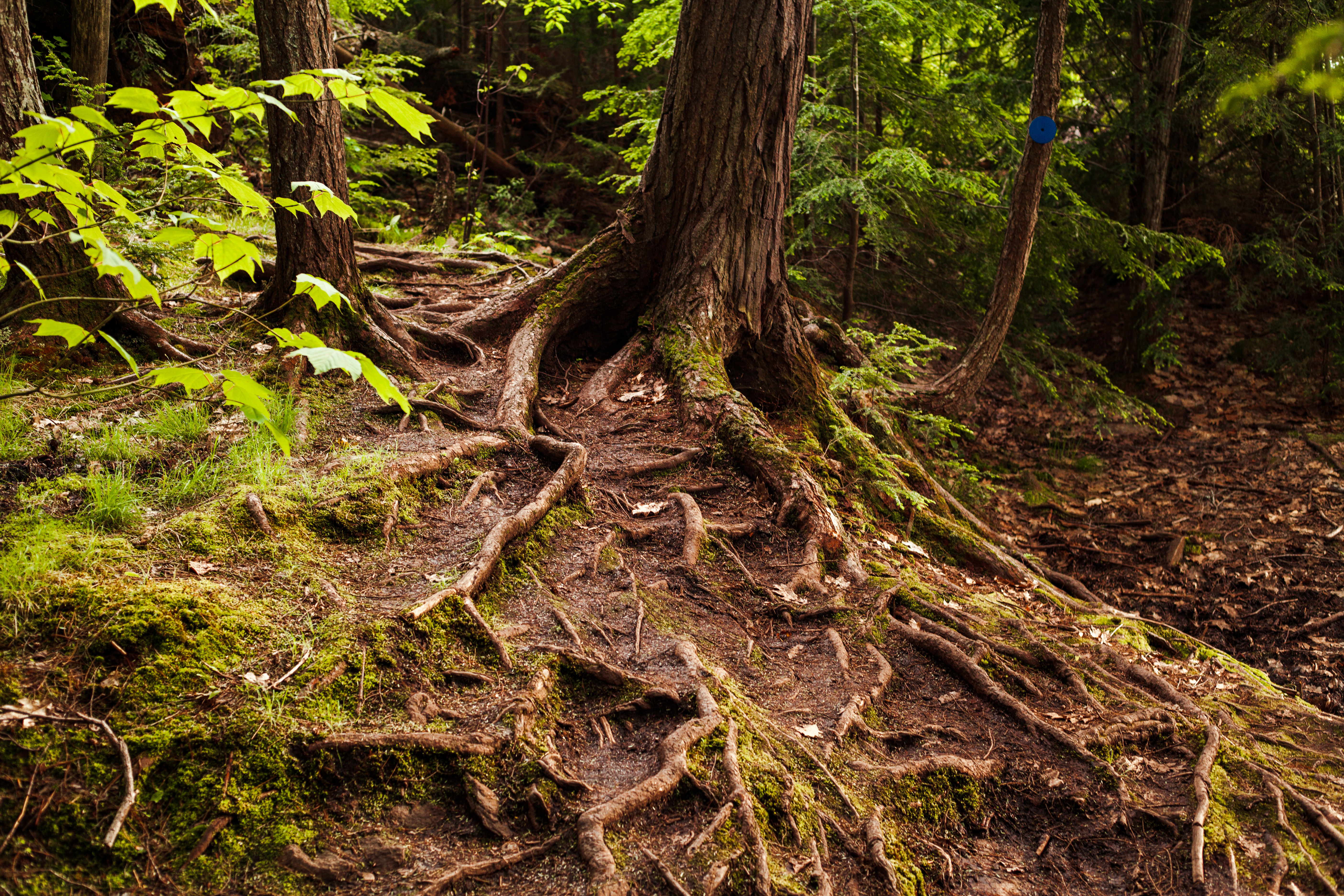Root